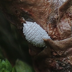 Planococcus vovae